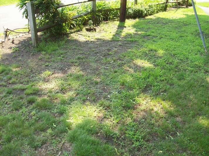 A patch of grass, but a lot of bare spots within.